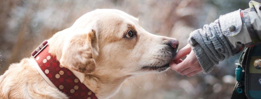Liability Insurance for Dog Bite Claims Dallas, TX