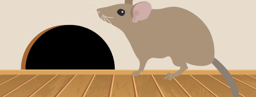 Rodent Damage & Preventative Steps to Take This Winter in Dallas, Texas